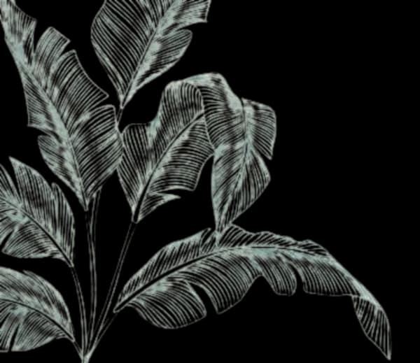Tropical leaf illustration