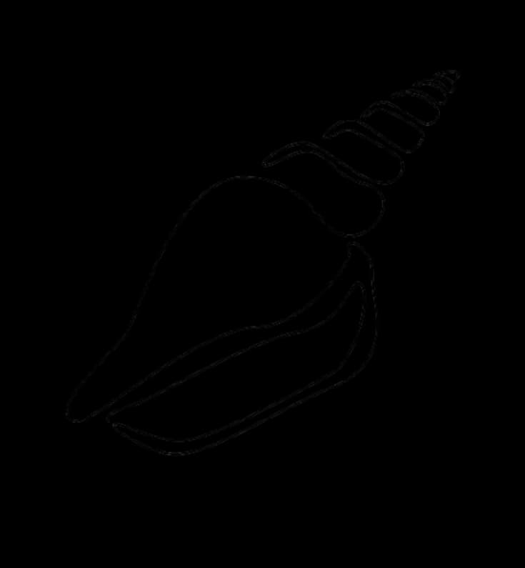 Indian Ocean seashell illustration